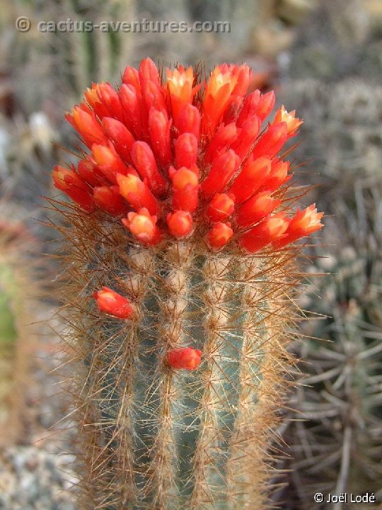 Micranthocereus densiflorus Dscf4361